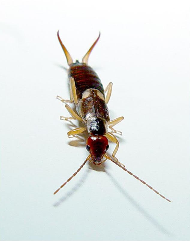 File:Forficula auricularia.jpg - Wikimedia Commons