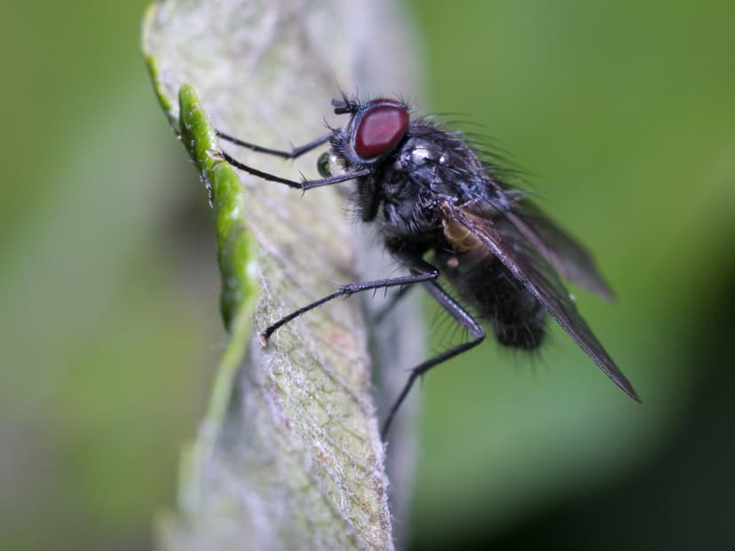 Eʼelyaaígíí:Muscidae.jpg - Wikiibíídiiya