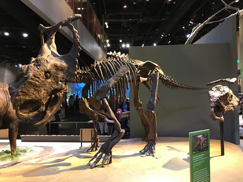 File:Pachyrhinosaurus perotorum skeleton.jpg - Wikipedia