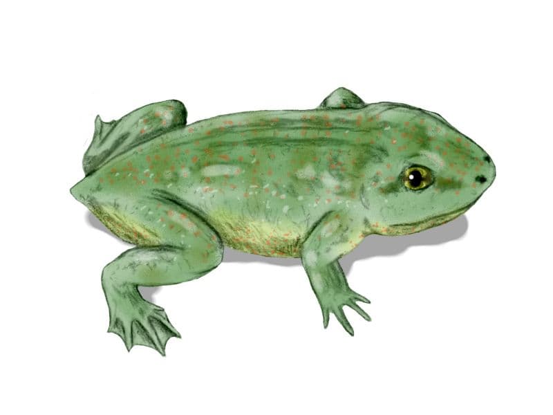 File:Triadobatrachus BW.jpg - Wikipedia