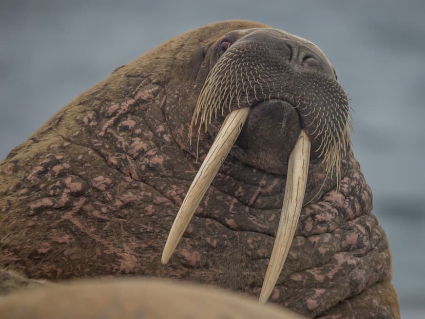 File:Walrus (Odobenus rosmarus) on Svalbard.jpg - Wikimedia Commons