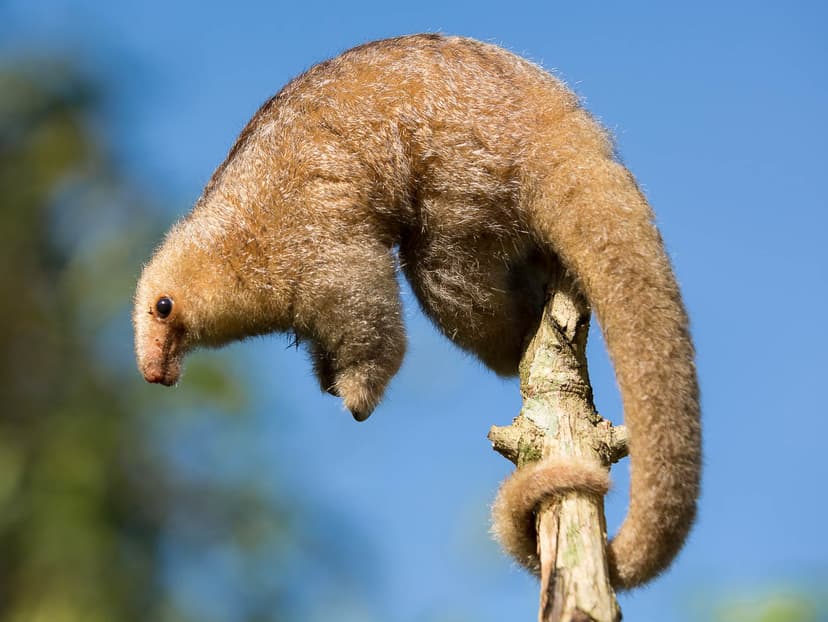 File:Cyclopes didactylus (cropped).jpg - Wikimedia Commons