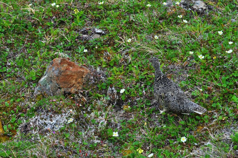 File:Ptarmigan and five chicks.JPG - Wikimedia Commons