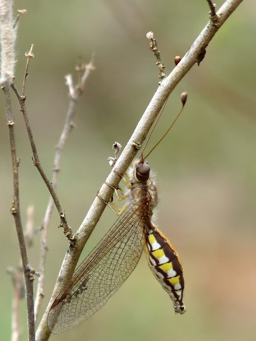 File:Owlfly Ascalaphidae female 2 by kadavoor.jpg - Wikimedia Commons
