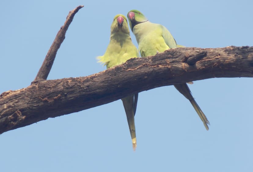 File:Psittaciformes.jpg - Wikimedia Commons