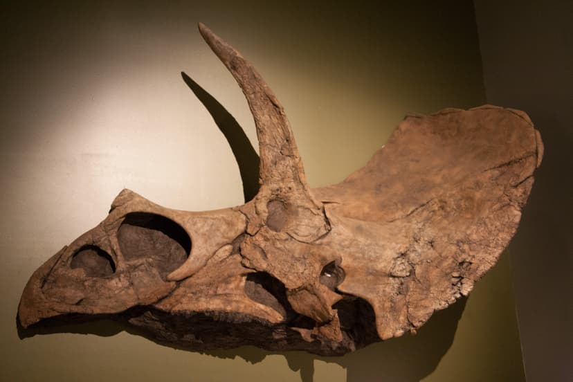 File:Eotriceratops.jpg - Wikipedia