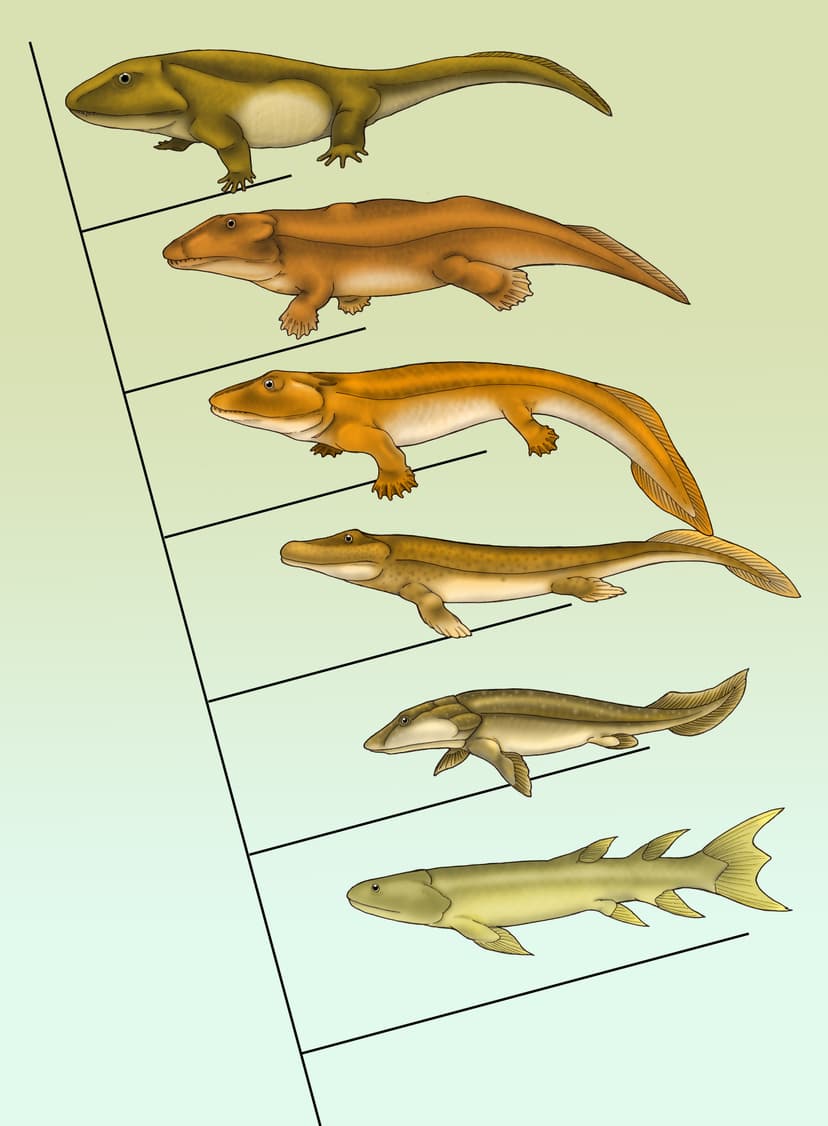 File:Fishapod evolution.jpg - Wikimedia Commons