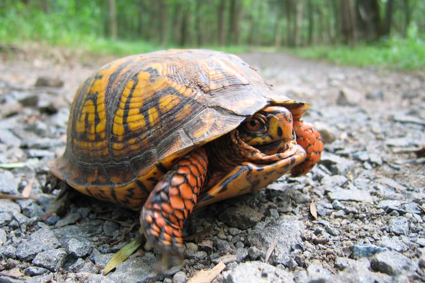 File:In go the legs.jpg - Wikipedia