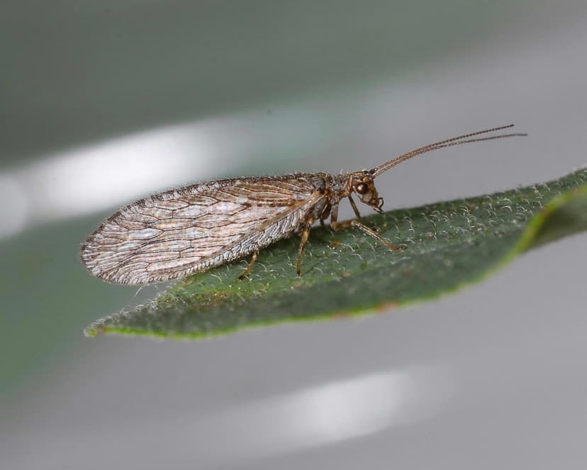 File:Micromus 5387680.jpg - Wikipedia