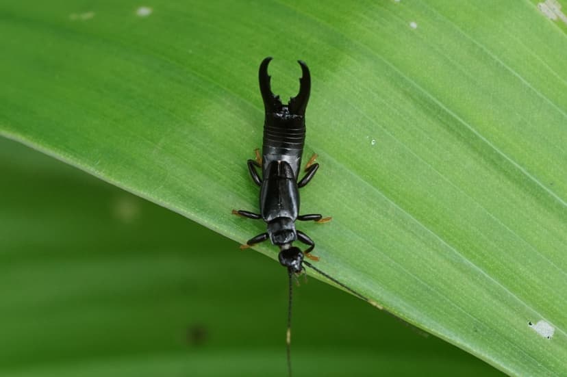 File:Dermaptera (Earwig) 06314.jpg - Wikipedia