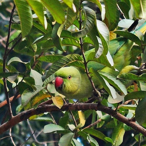 File:Green parrot sneaking through the bushes.jpg - Wikimedia Commons