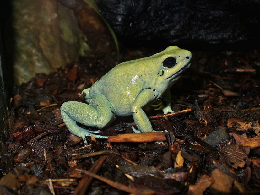 File:Phyllobates terribilis 01.JPG - Wikimedia Commons