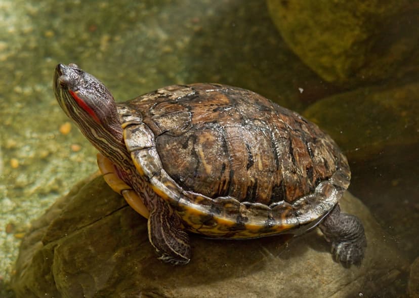 File:RedEaredSlider05.jpg - Wikipedia