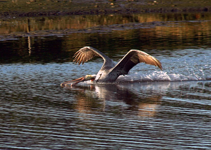 File:Fishing brown pelican.jpg - Wikimedia Commons
