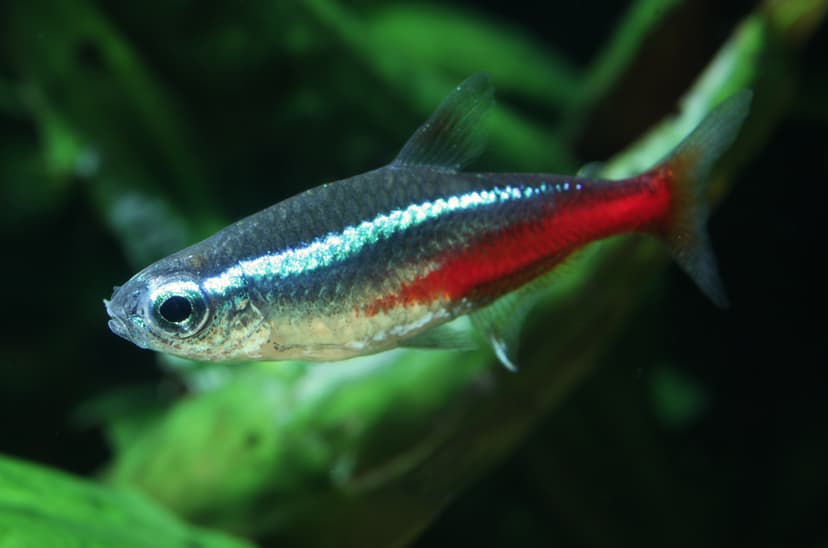 File:Neonsalmler Paracheirodon innesi.jpg - Wikimedia Commons