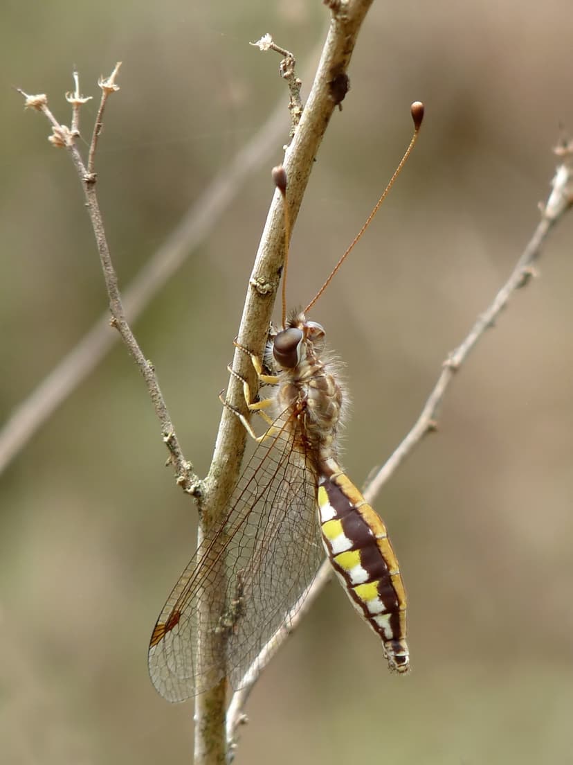 File:Owlfly Ascalaphidae female 3 by kadavoor.jpg - Wikipedia