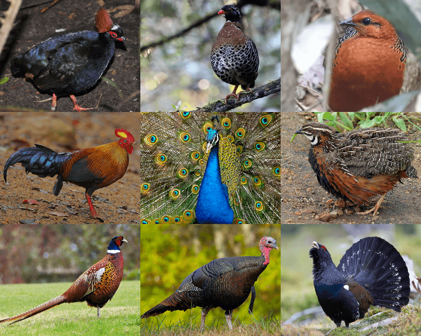 File:Phasianidae.png - Wikipedia