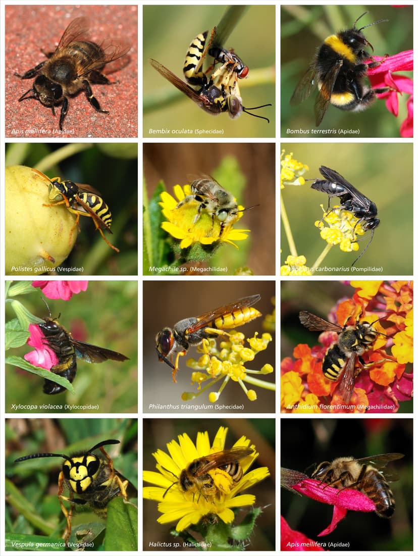 File:Bees and Wasps.jpg - Wikimedia Commons