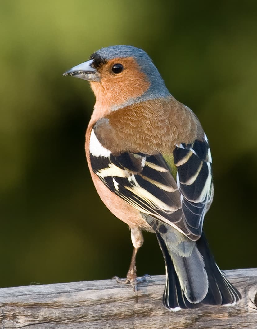 File:Fringilla coelebs male edit 3.jpg - Wikimedia Commons