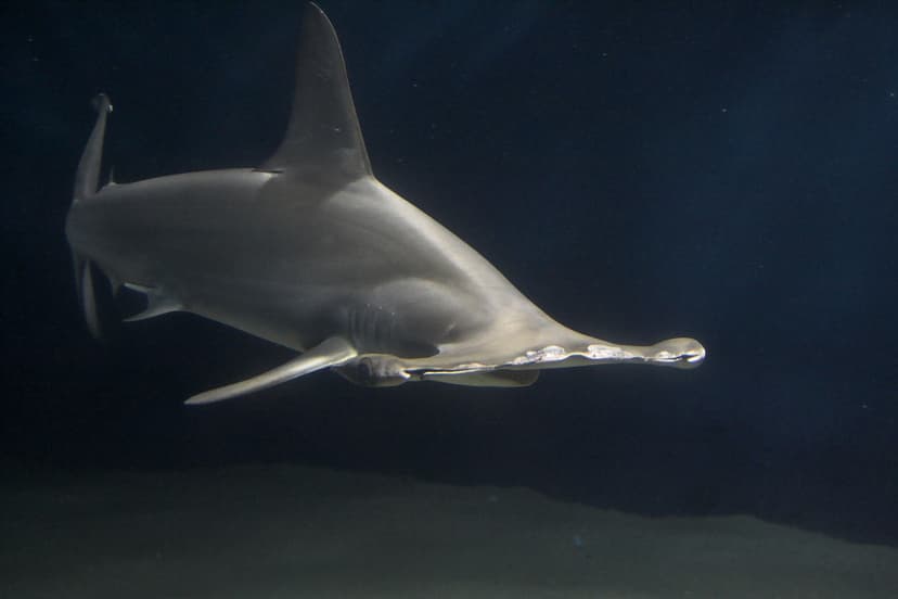 File:Hammerhead shark.jpg - Wikipedia