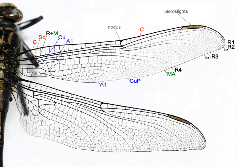 Ficheru:Dragonfly wing structure.png - Wikipedia