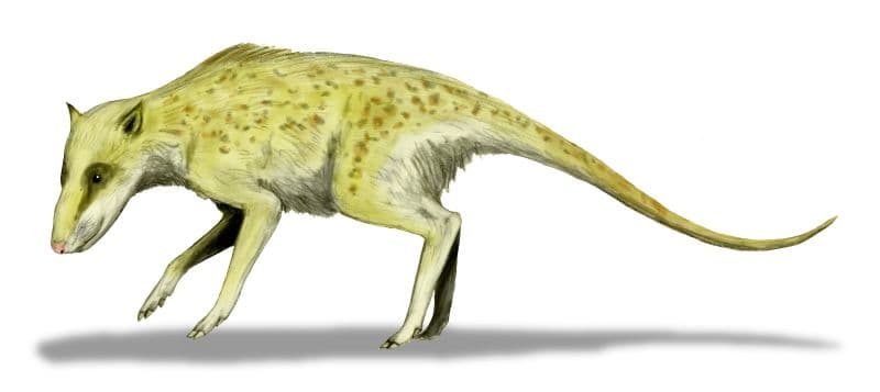 File:Indohyus BW.jpg - Wikipedia