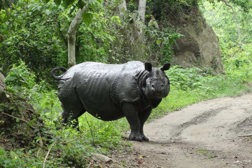 File:The endangered species.jpg - Wikimedia Commons