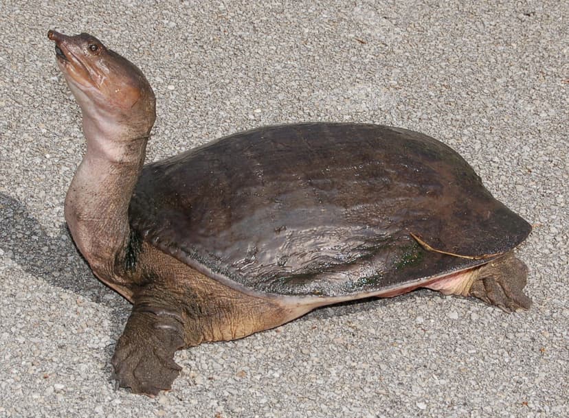 File:Floridasoftshellturtle-cropped.jpg - Wikipedia