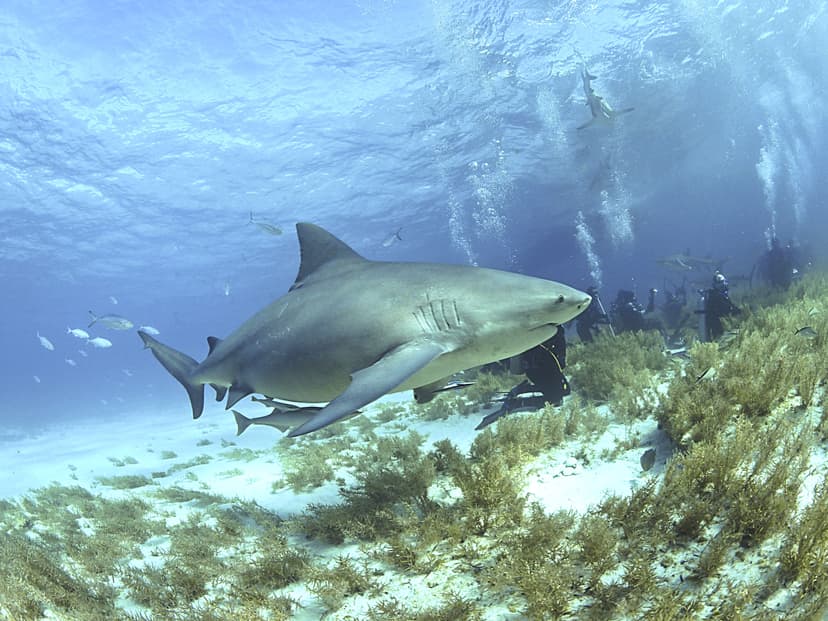 File:Bullshark Bahamas.jpg - Wikimedia Commons
