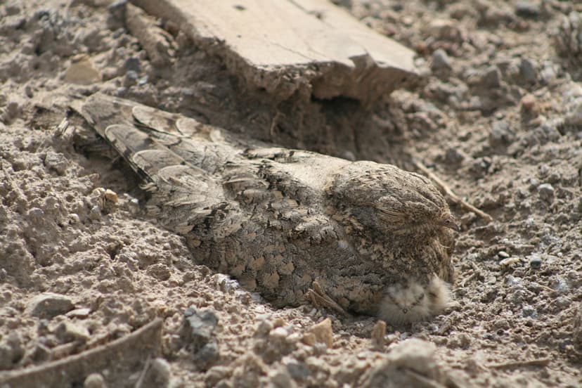 File:Caprimulgus aegyptius.jpg - Wikipedia