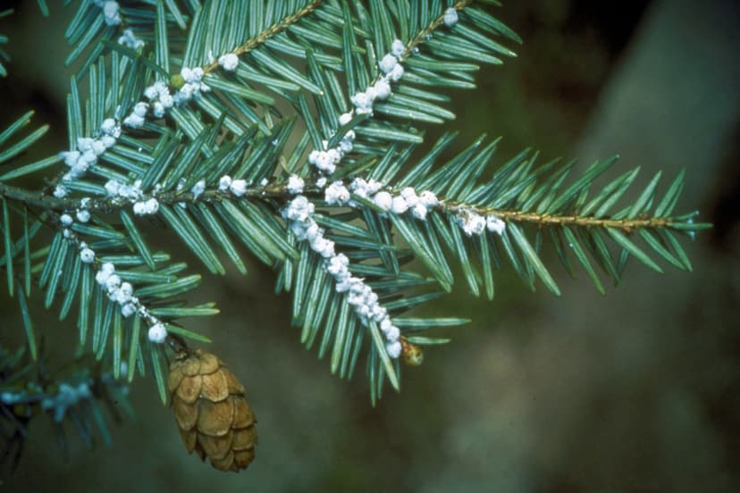 File:Adelges tsugae 3225077.jpg - Wikipedia