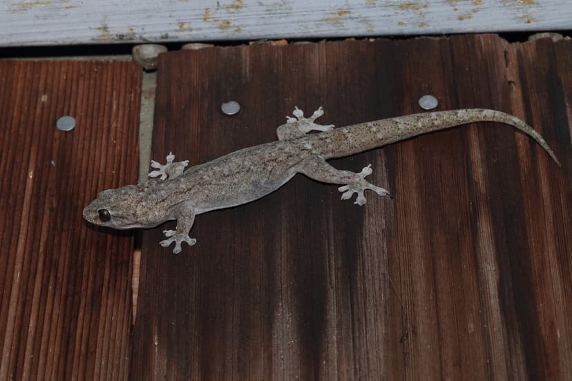 File:Dubious Dtella foraging in the house.jpg - Wikimedia Commons