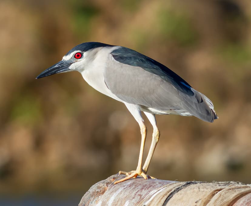 File:Nycticorax nycticorax 457953189.jpg - Wikipedia