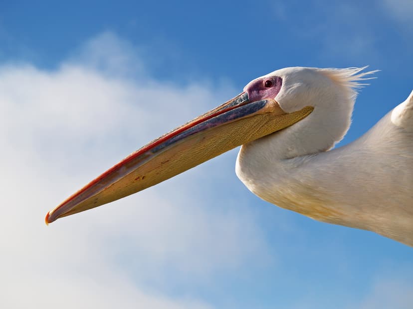 File:White Pelican, head.jpg - Wikimedia Commons