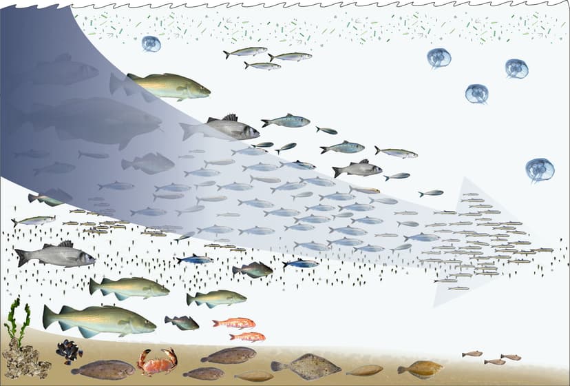File:Fishing down the food web.jpg - Wikipedia