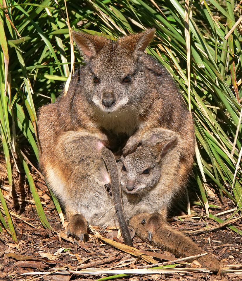 File:Parma wallaby crop2.jpg - Wikipedia