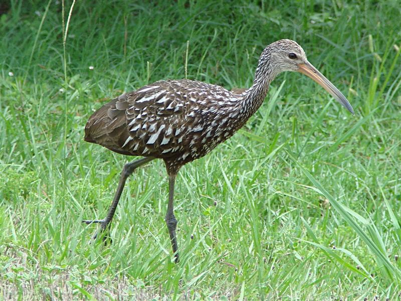 File:Limpkin1.jpg - Wikimedia Commons