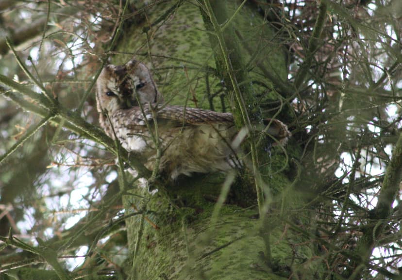 File:Tawny Owl London.jpg - Wikimedia Commons
