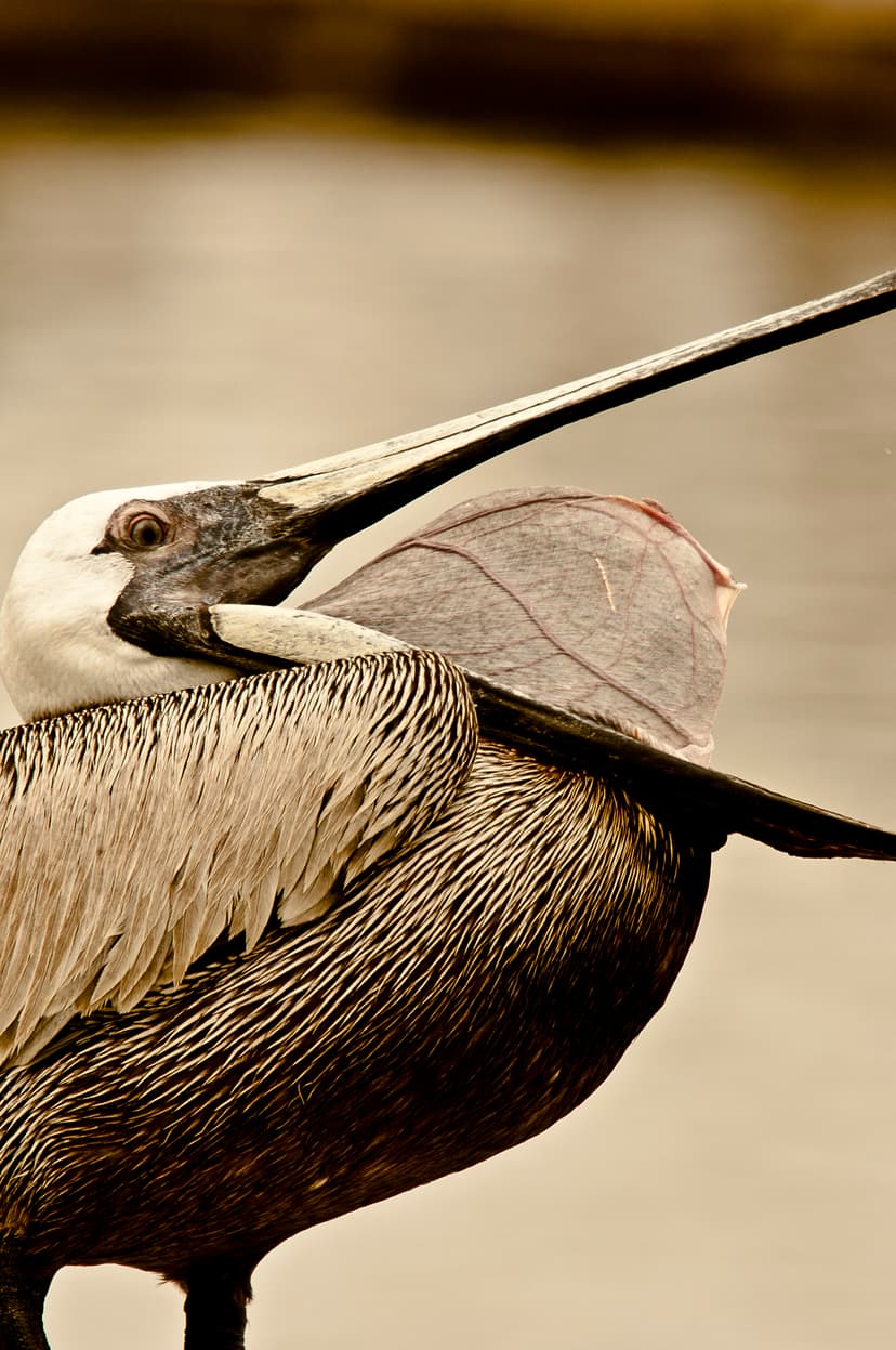 File:Brown Pelican open mouth.JPG - Wikipedia