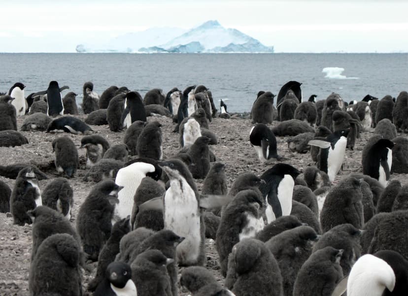 File:Adelie penguin colony.jpg - Wikimedia Commons