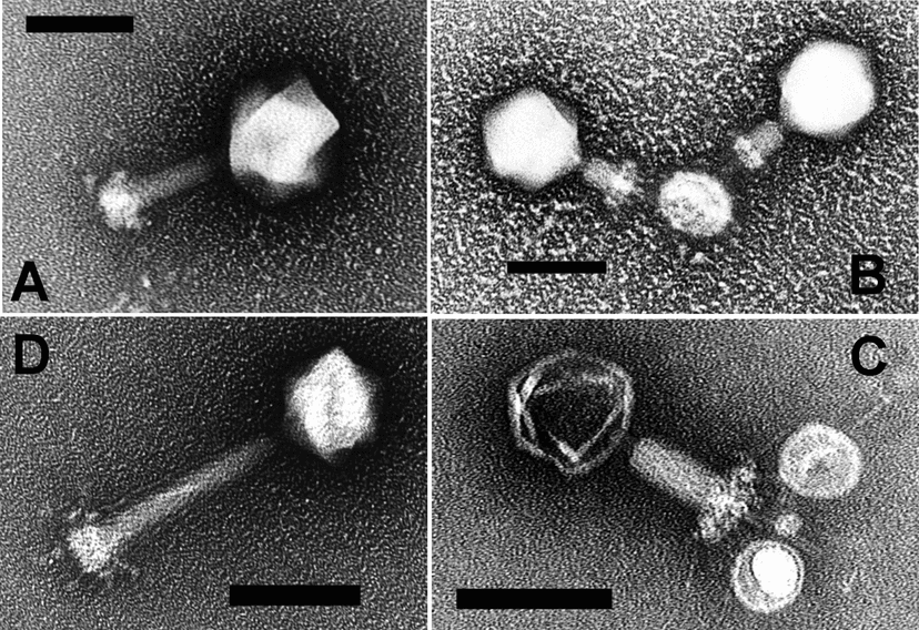 Commons:Open Access File of the Day/2012 - Wikimedia Commons