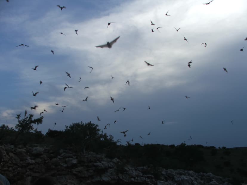 File:Free-tailed bats.jpg - Wikimedia Commons