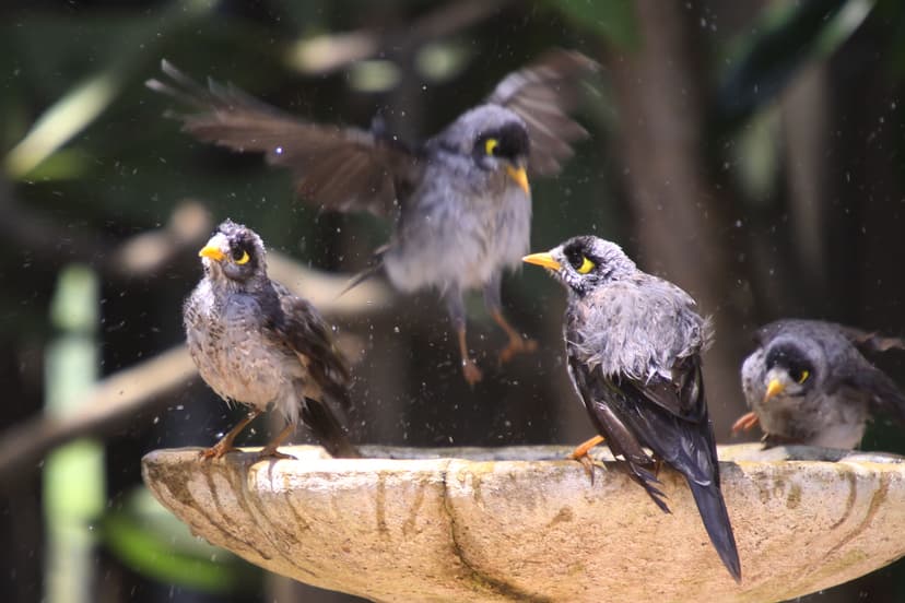 Noisy miner - Wikipedia