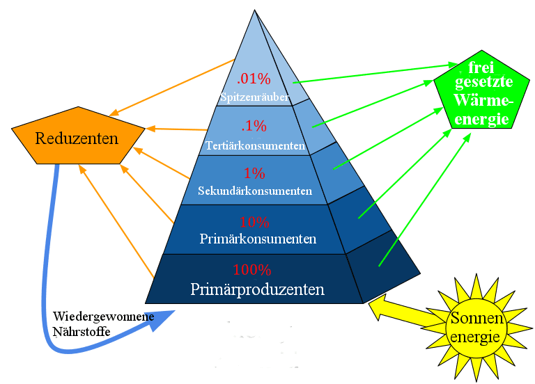 File:EcologicalPyramid german.png - Wikimedia Commons