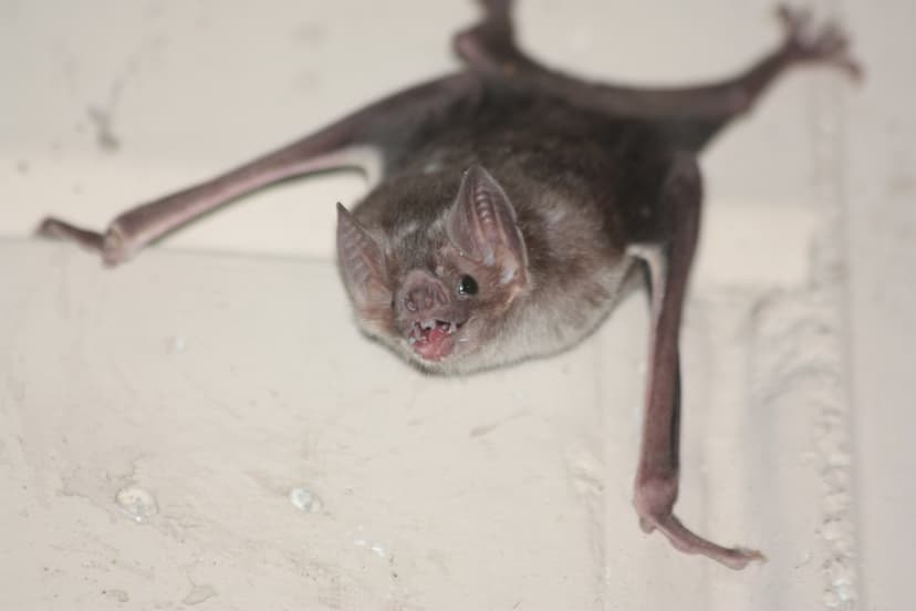File:Common vampire bat, Desmodus rotundus.jpg - Wikimedia Commons