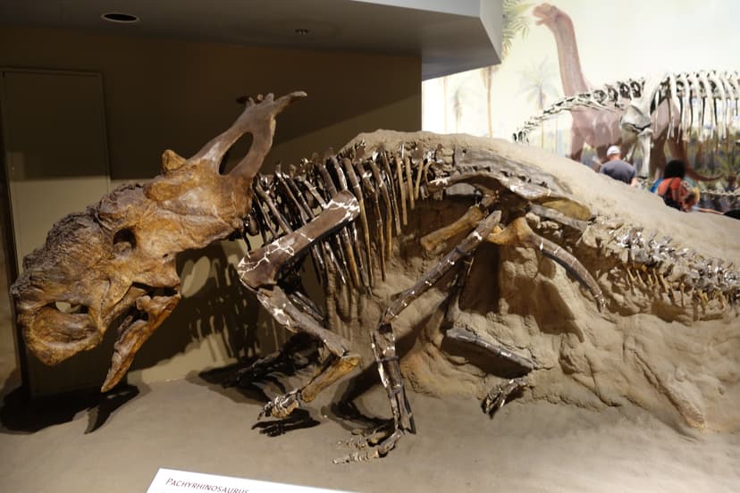 File:Pachyrhinosaurus Royal Tyrrell 1.jpg - Wikipedia