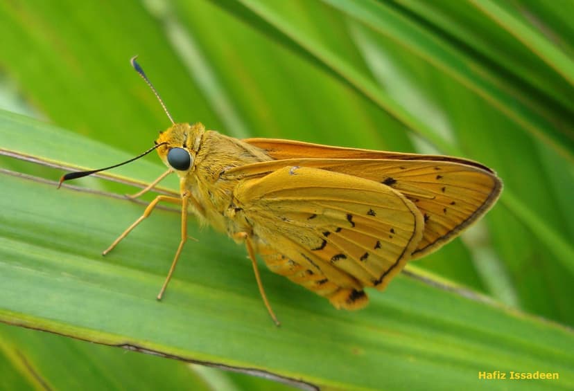 File:Skipper Butterfly (Family Hesperiidae).jpg - Wikimedia Commons