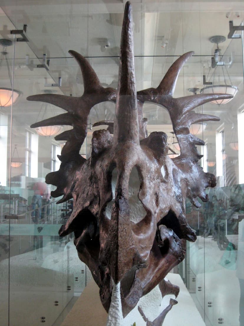 File:Styracosaurus albertensis skull 02.jpg - Wikipedia