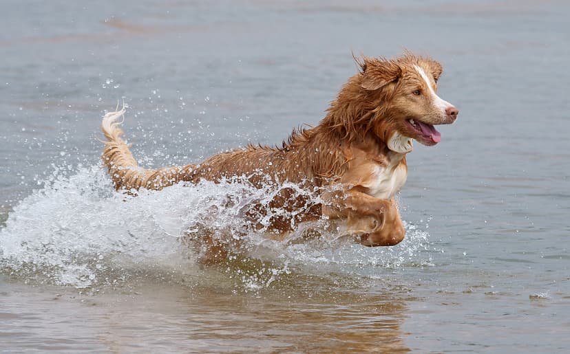 Nova Scotia Duck Tolling Retriever - Wikipedia