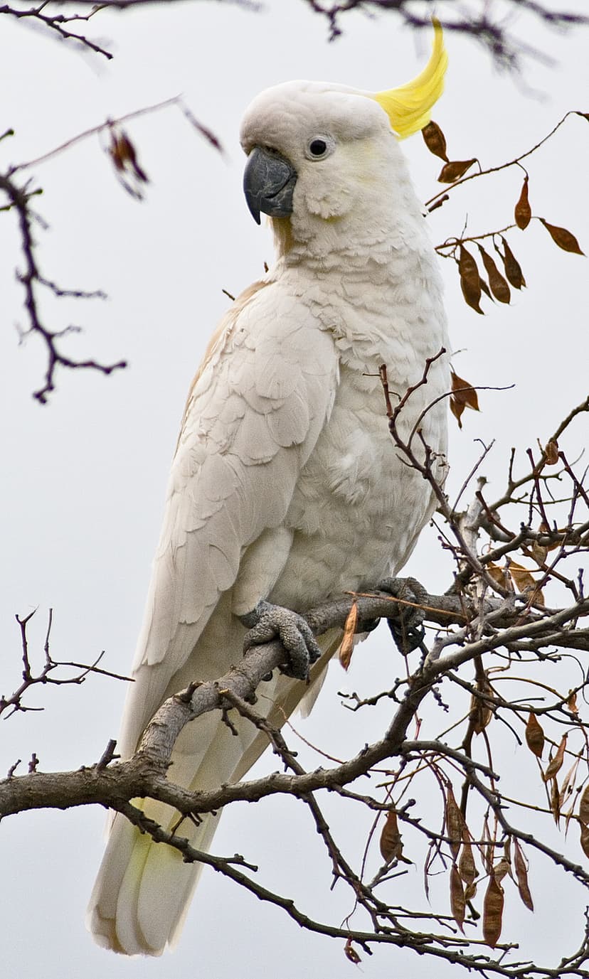 File:Cacatua galerita Tas 2.jpg - Wikipedia